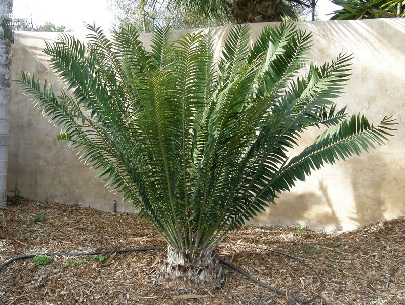 Encephalartos concinnus